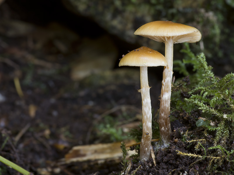 Galerina sideroides